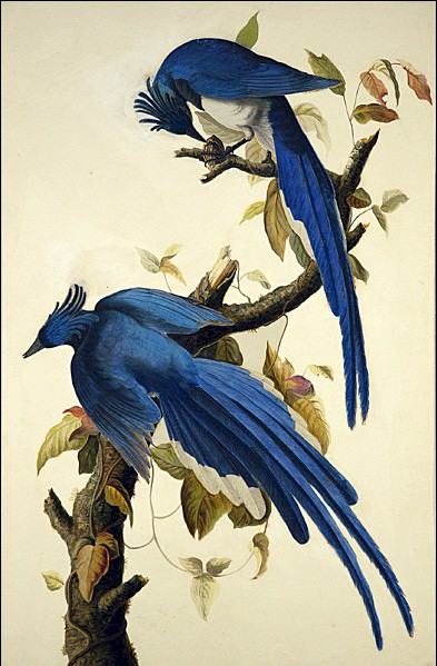 John James Audubon Famous Paintings page 4